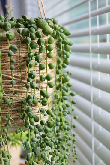 How to Grow String of Pearls Fuller and Bigger Like Pictures