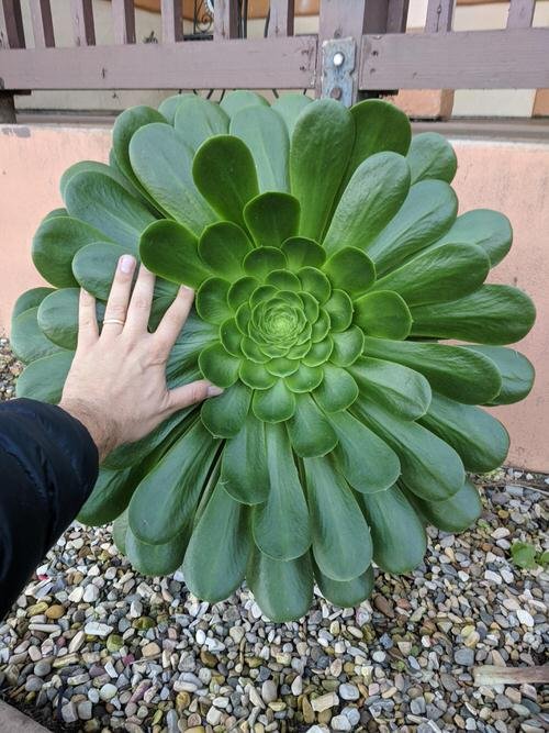How To Grow Big Size Succulents Faster 8 Incredible Tips 