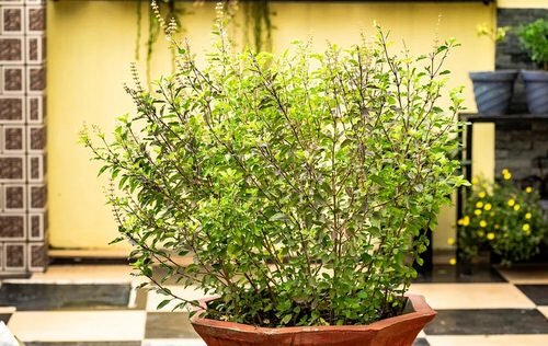 Perennial Herbs You Can Plant Once and Enjoy for Years 12