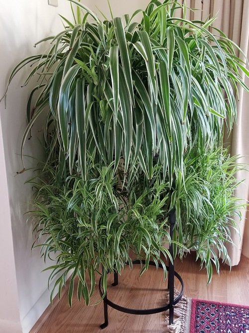 Grow Spider Plants Faster