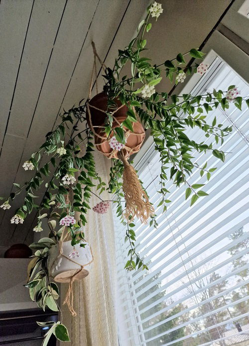 top Indoor Flowering Plants for Hanging Baskets