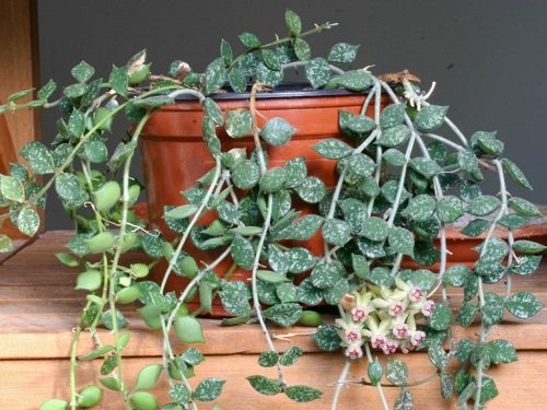 Plants That Look Like String of Hearts 10