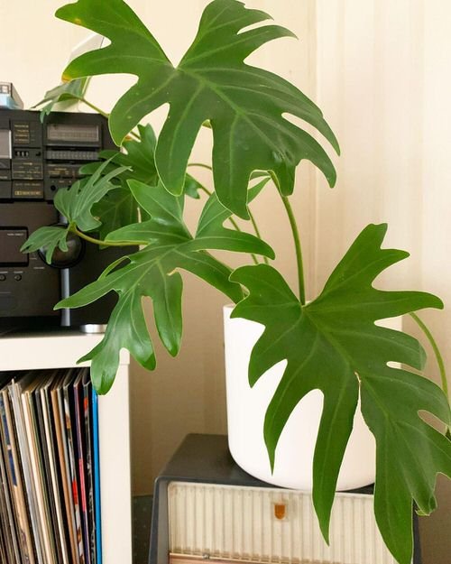Indoor Philodendron Benefits