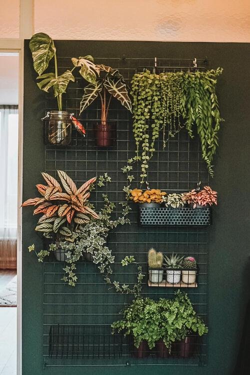 Indoor Plant Wall Decor Ideas 5