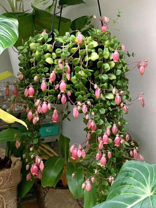 beautiful Indoor Flowering Plants for Hanging Baskets