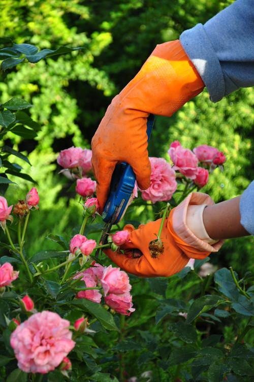 Common Rose Growing Mistakes in prunning