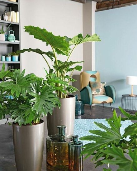 8 Fantastic Indoor Philodendron Benefits | Balcony Garden Web