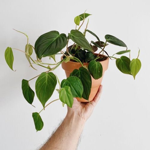 Indoor Philodendron Benefits | Adaptable in Nature