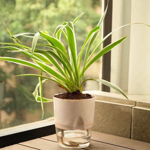 Grow Spider Plants Faster by magnetized water