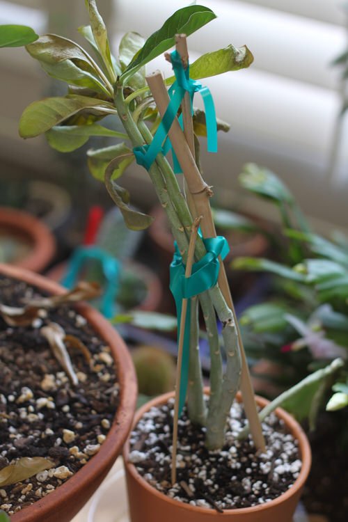 How to Fix Bent Stems of Any Houseplant 2