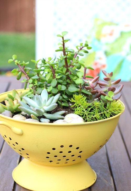 Household Succulent Containers Ideas 10