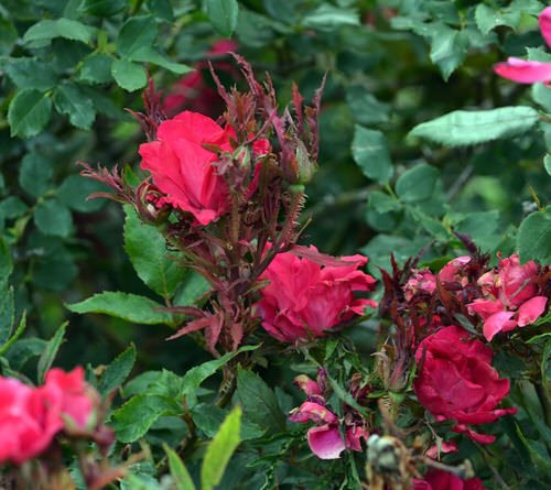 Common Rose Growing Mistakes You Should Avoid 4
