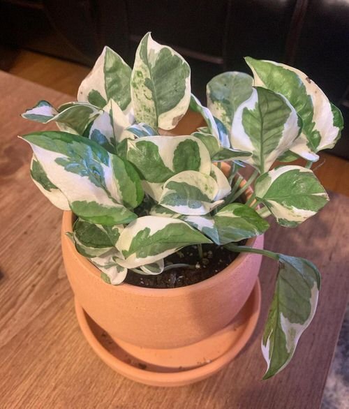 Pearls and Jade Pothos Care 3