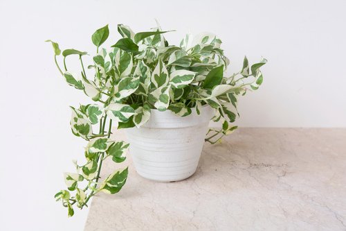Pearls and Jade Pothos Care