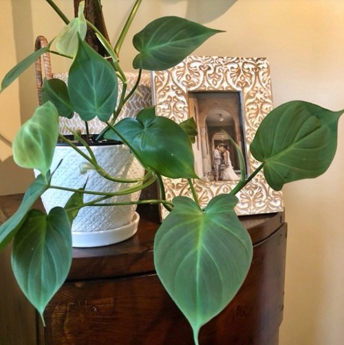 Growing Requirements for Philodendron Camposportoanum