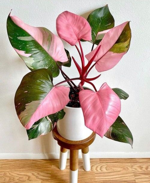 Philodendron pink princess is one of the best looking houseplants