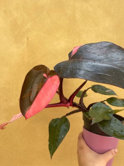 Pink Princess Philodendron Care Tips and Growing Guide