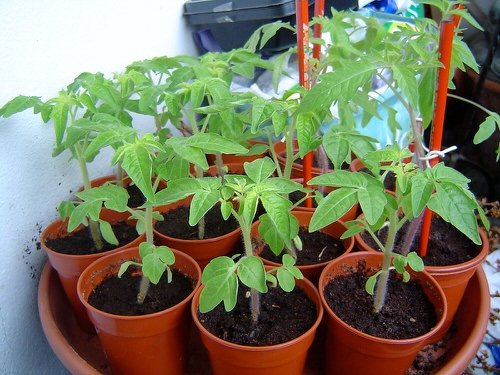 Brilliant Tricks for Growing Tomatoes from Seeds 9