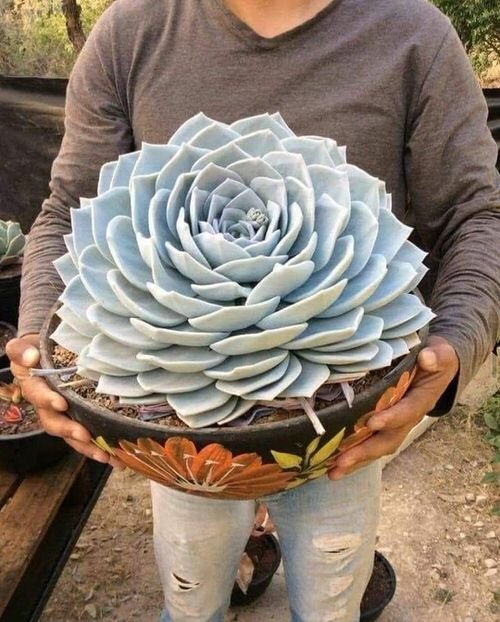 How to Grow Big Size Succulents