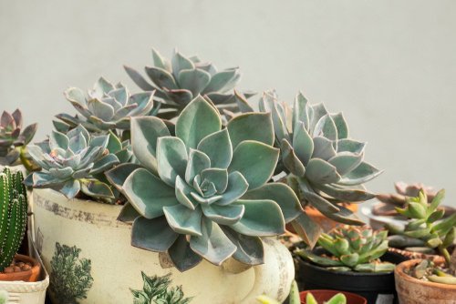 How to Grow Big Size Succulents 3