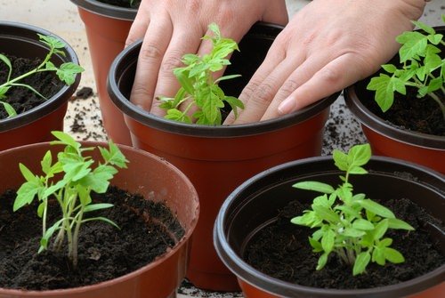 Brilliant Tricks for Growing Tomatoes from Seeds