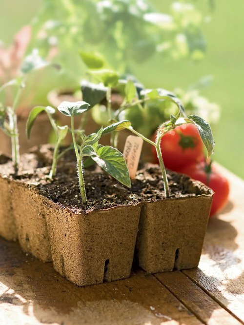 Brilliant Tricks for Growing Tomatoes from Seeds 88