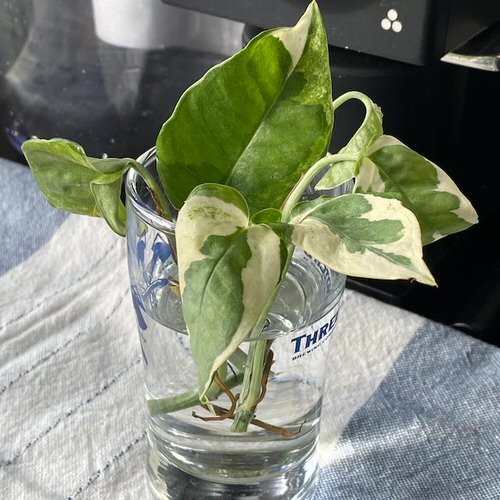 Pearls and Jade Pothos Care 2