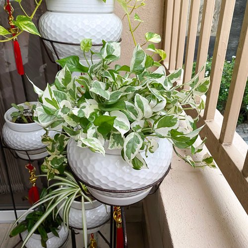 Pearls and Jade Pothos Care 2