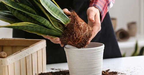 Indoor Gardening Tips for Big and Healthy Houseplants 6