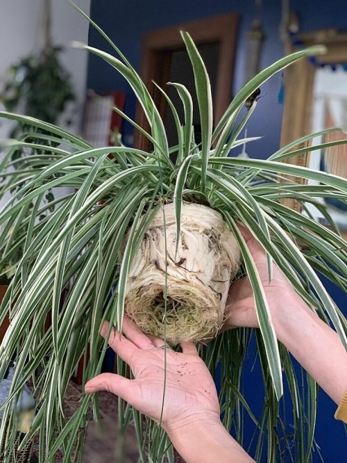 Grow Spider Plants Faster by root bound