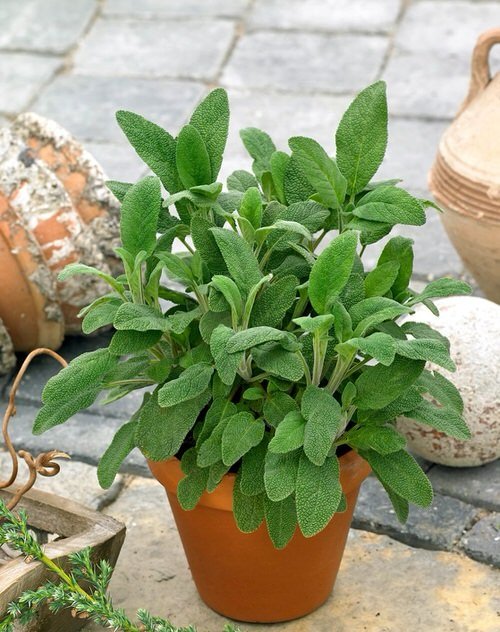 Perennial Herbs You Can Plant Once and Enjoy for Years 5