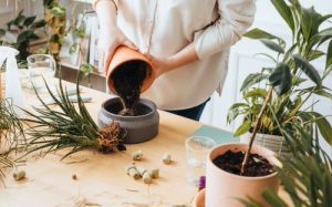 12 Indoor Gardening Tips for Big and Healthy Houseplants