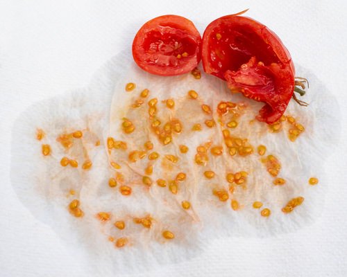 Brilliant Tricks for Growing Tomatoes from Seeds 2