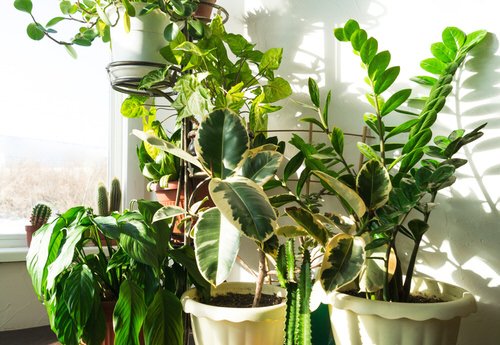 Indoor Gardening Tips for Big and Healthy Houseplants 5
