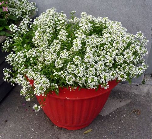 The Best Flowers in Full Sun in pot