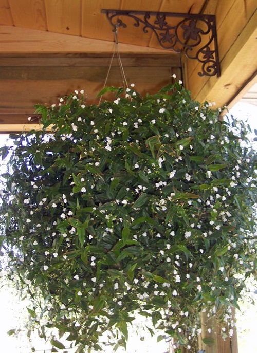 top Indoor Flowering Plants for Hanging Baskets