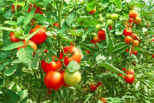 How to Grow Unlimited Tomato Plants from Cuttings 1