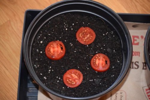 Seed Starting Tricks to Grow Tomatoes from Slices