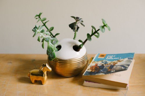 Household Succulent Containers Ideas 2