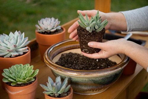 How to Grow Big Size Succulents 2