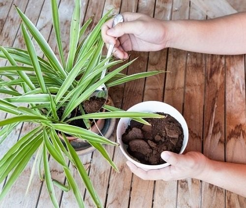Grow Spider Plants Faster by using coffee ground