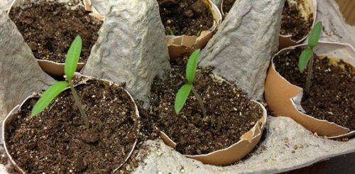 Use of Eggshells and Citrus-Rinds for Starting Seeds