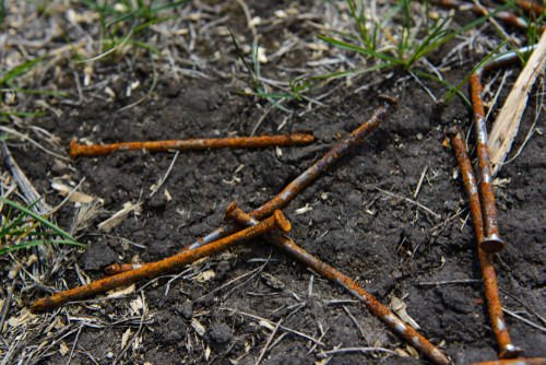 Cheap Gardening Tricks Every Gardener Should Know | use of rusty nails in gardening