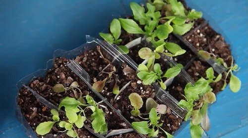 Use of Salad Boxes as Seed Starters