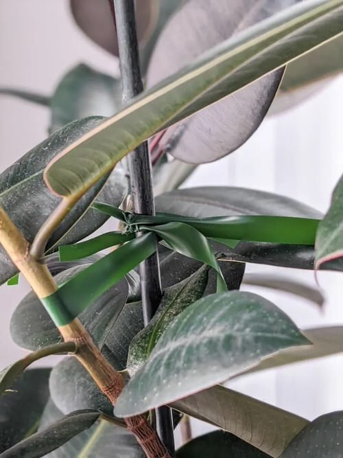 How to Fix Bent Stems of Any Houseplant 5