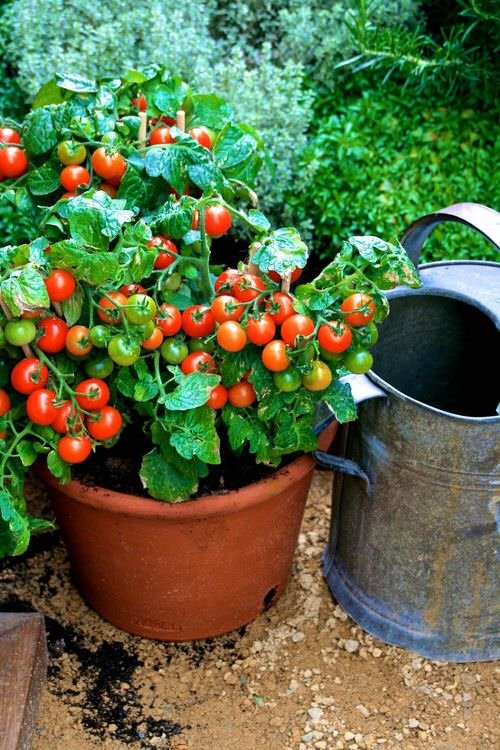 Vegetables to Grow in Pots