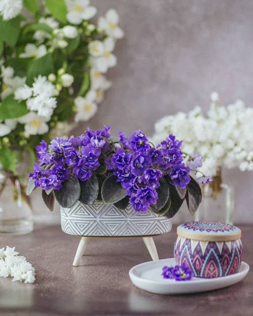African Violets Display Ideas in pot stand