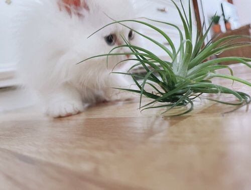Are Air Plants Toxic to Cats and Dogs 2