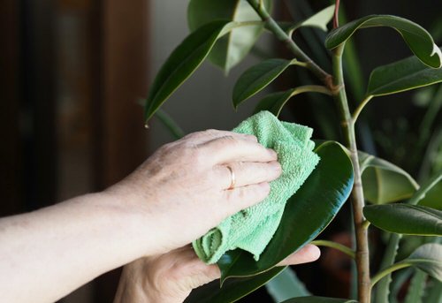 Best Tricks to Clean Water Stains from Plants 2