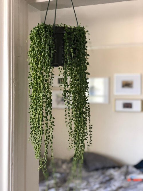 How to Grow String of Pearls Fuller and Bigger Like Pictures